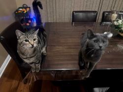 Lost Male Cat last seen Near Glenmore trail, Brownsburg, IN 46112