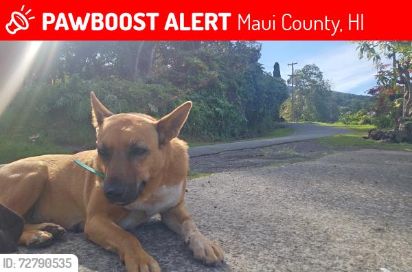 Lost Female Dog last seen Papaaea, Maui County, HI 96708