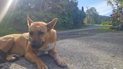Lost Female Dog last seen Papaaea, Maui County, HI 96708