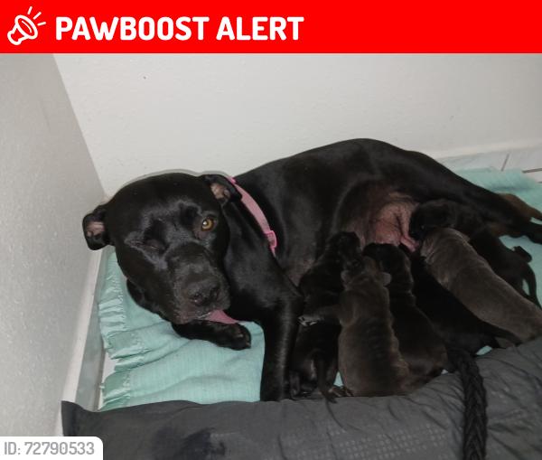 Lost Female Dog last seen Sorenson Ave and Mulberry Ave in Santa Fe Springs, Santa Fe Springs, CA 90606