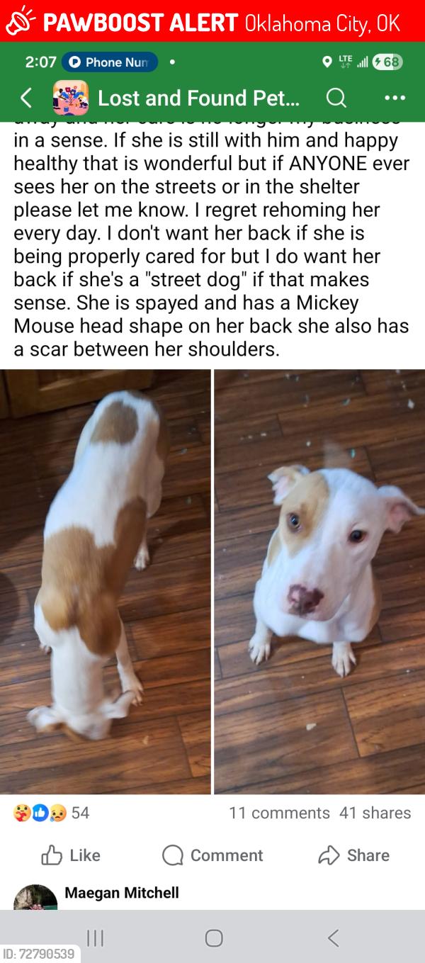 Lost Female Dog last seen Near Windemere Ave, Oklahoma City, OK 73117, Oklahoma City, OK 73102