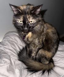 Lost Female Cat last seen floral meadow drive and meadow springs lane, Bakersfield, CA 93308