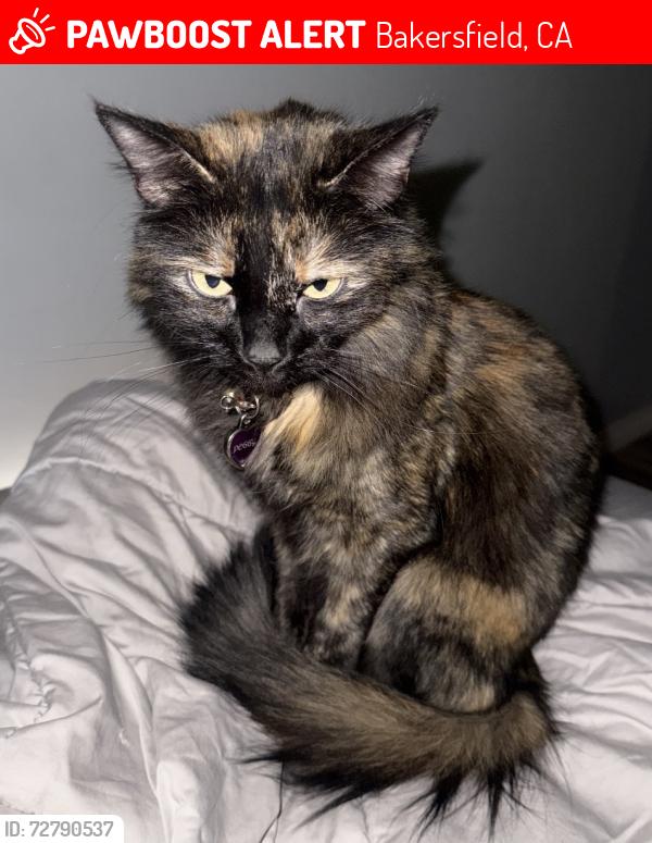 Lost Female Cat last seen floral meadow drive and meadow springs lane, Bakersfield, CA 93308