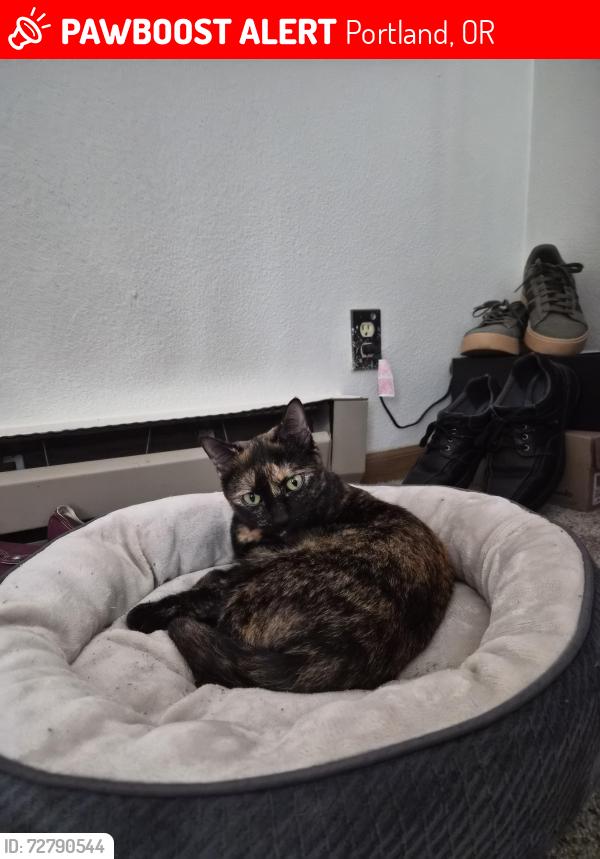 Lost Female Cat last seen powell & cesar chavez, Portland, OR 97202
