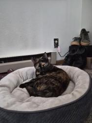 Lost Female Cat last seen powell & cesar chavez, Portland, OR 97202