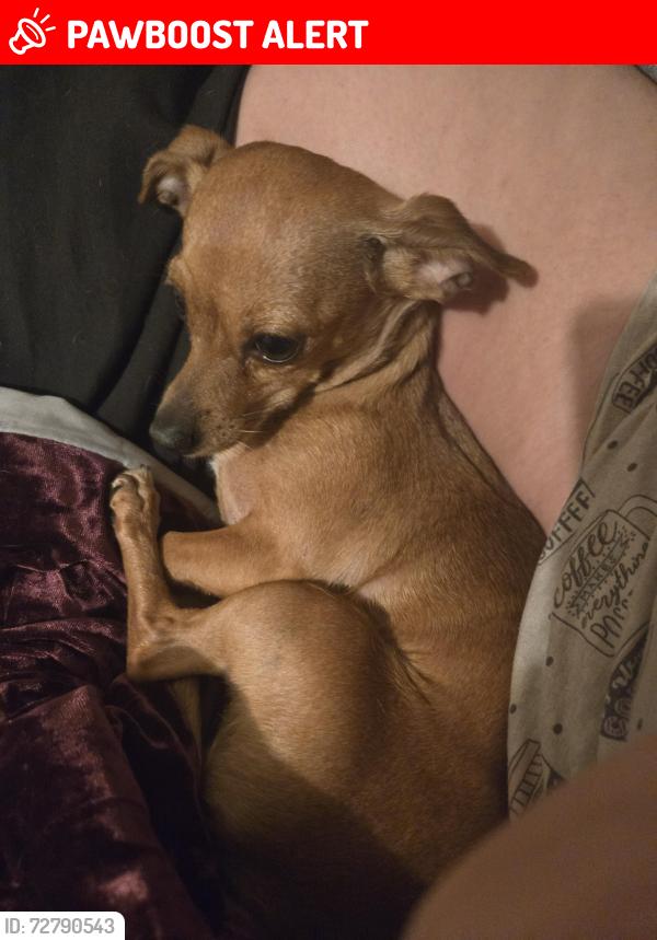 Lost Female Dog last seen Old Elsinore Rd , Riverside County, CA 92570