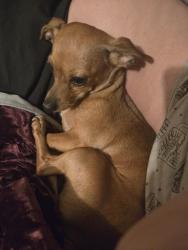 Lost Female Dog last seen Old Elsinore Rd , Riverside County, CA 92570