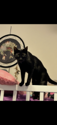 Lost Female Cat last seen Jenkins road and Rosedale hwy, Bakersfield, CA 93314