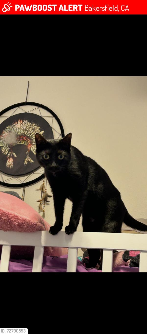 Lost Female Cat last seen Jenkins road and Rosedale hwy, Bakersfield, CA 93314