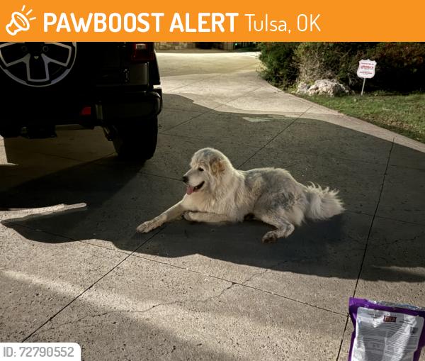 Found/Stray Unknown Dog last seen 31st and Peoria/riverside, Tulsa, OK 74114