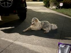 Found/Stray Unknown Dog last seen 31st and Peoria/riverside, Tulsa, OK 74114