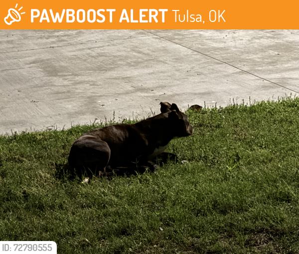 Found/Stray Unknown Dog last seen 31st and Peoria/riverside, Tulsa, OK 74114