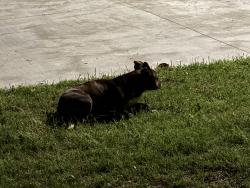 Found/Stray Unknown Dog last seen 31st and Peoria/riverside, Tulsa, OK 74114