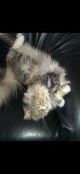 Lost Female Cat last seen 10a Gilles Crescent , Hillcrest, SA 5086