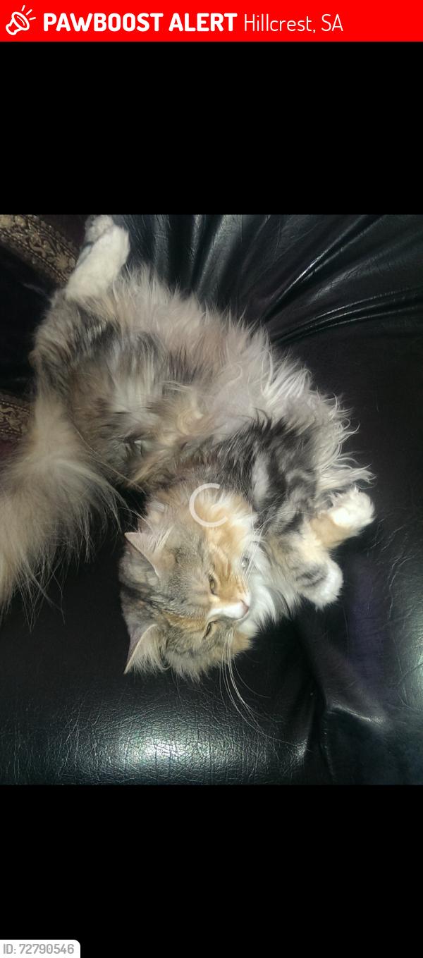 Lost Female Cat last seen 10a Gilles Crescent , Hillcrest, SA 5086