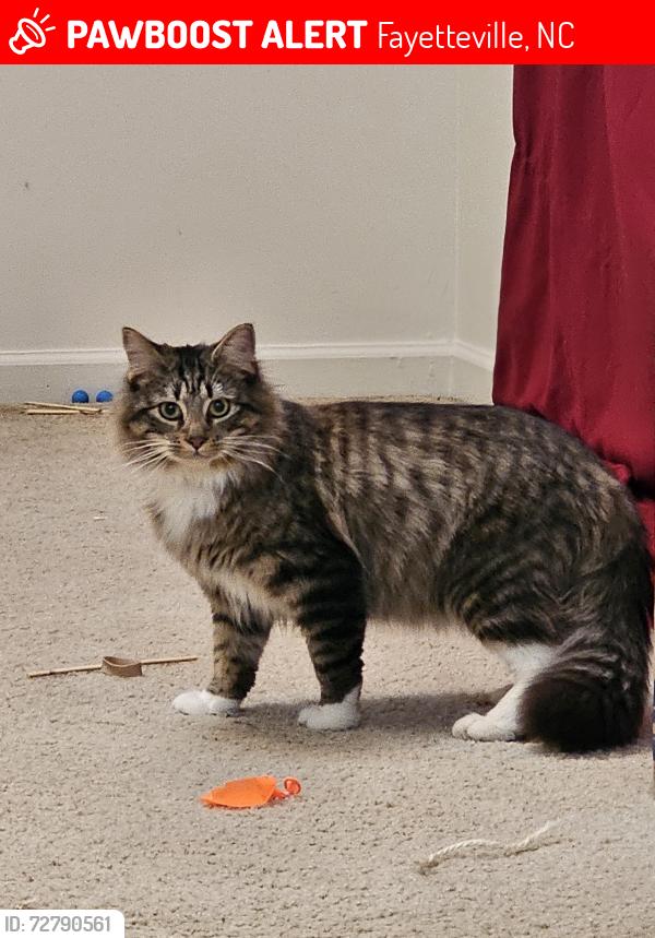 Lost Male Cat last seen Bishop Street, Fort Bragg, Fayetteville, NC 28307