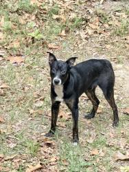Found/Stray Male Dog last seen Woods at the end of street, Four Oaks, NC 27524