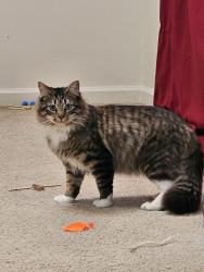 Lost Male Cat last seen Bishop Street, Fort Bragg, Fayetteville, NC 28307