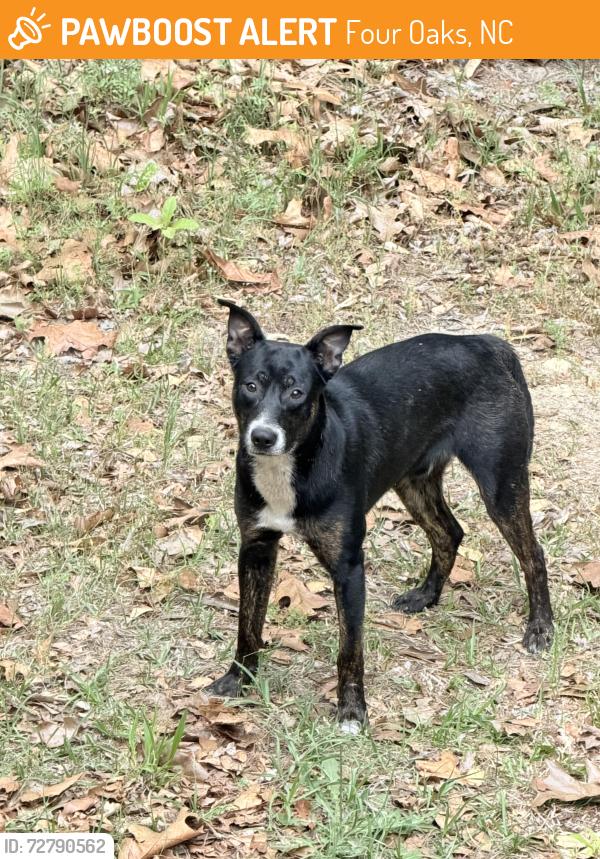 Found/Stray Male Dog last seen Woods at the end of street, Four Oaks, NC 27524