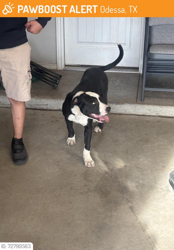 Found/Stray Male Dog last seen Near st street, Odessa, TX 79762