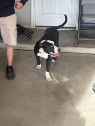 Found/Stray Male Dog last seen Near st street, Odessa, TX 79762