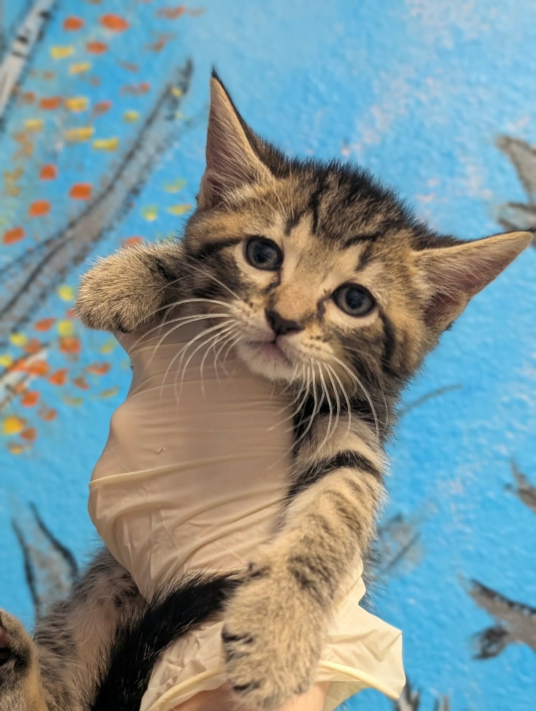 Shelter Stray Female Cat last seen Bexar County, New Braunfels, TX 78130