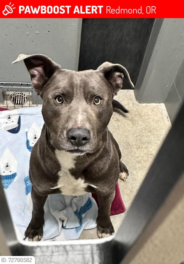 Lost Male Dog last seen Near the redmond dump, Redmond, OR 97756