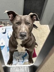 Lost Male Dog last seen Near the redmond dump, Redmond, OR 97756