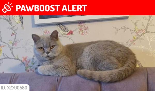 Lost Female Cat last seen Station Rd, Rustington , Rustington, England BN16