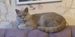 Lost Female Cat last seen Station Rd, Rustington , Rustington, England BN16