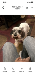 Lost Male Dog last seen Pleasant ave, Hamilton, OH 45011
