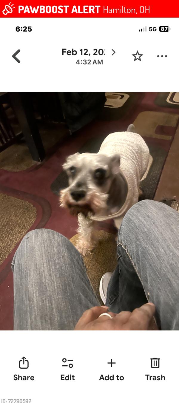 Lost Male Dog last seen Pleasant ave, Hamilton, OH 45011