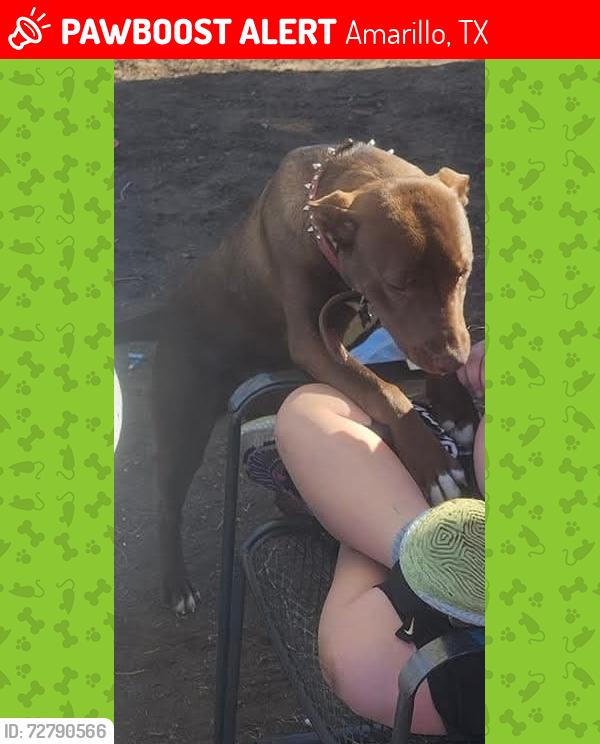 Lost Female Dog last seen 3rd and Louisiana in San jacinto area , Amarillo, TX 79106