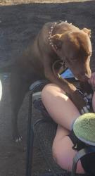 Lost Female Dog last seen 3rd and Louisiana in San jacinto area , Amarillo, TX 79106