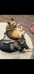 Lost Male Dog last seen Near Dinner Bell Lane, Cohutta, GA 30710