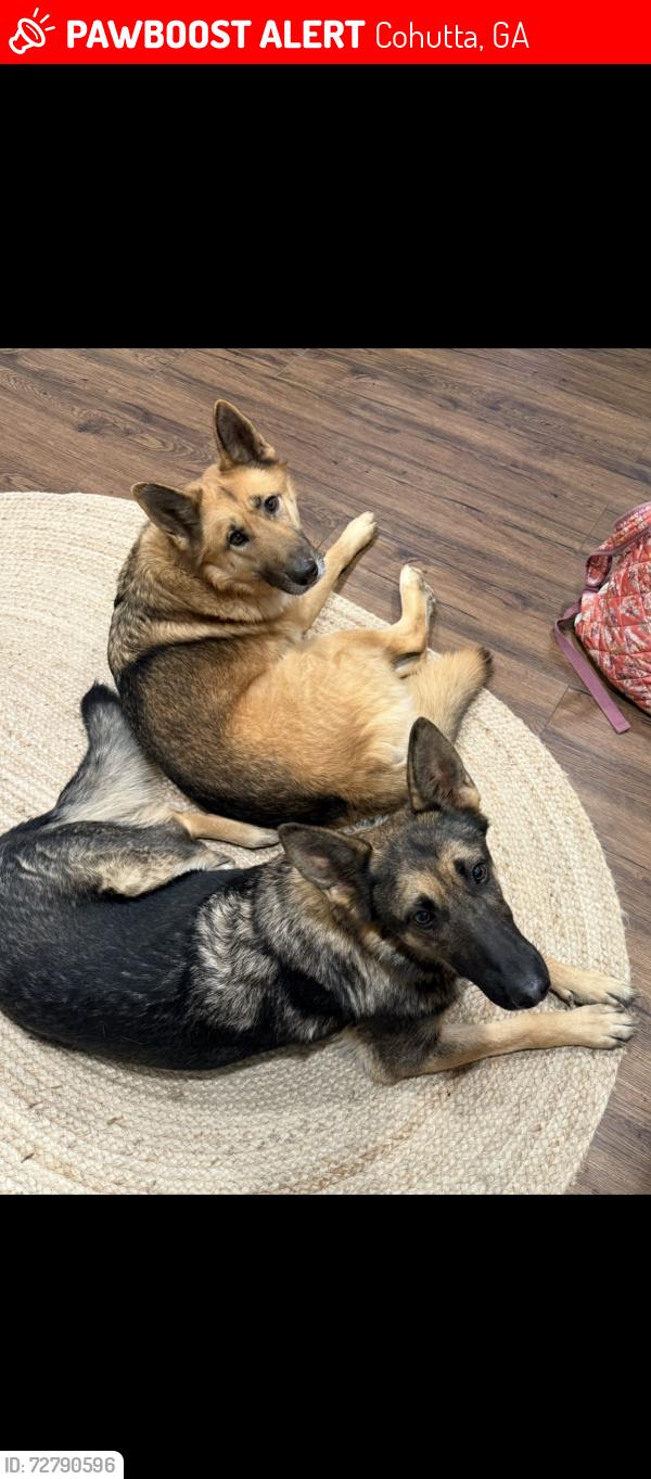 Lost Male Dog last seen Near Dinner Bell Lane, Cohutta, GA 30710