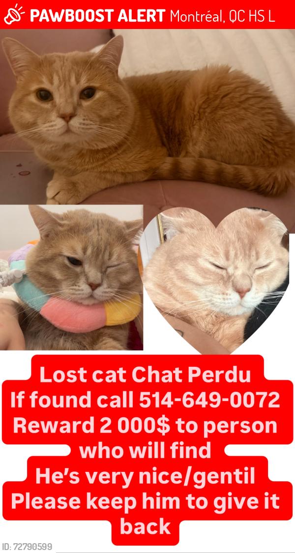 Lost Male Cat last seen Avenue wilderton , Montréal, QC H3S 2L4