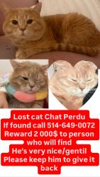 Lost Male Cat last seen Avenue wilderton , Montréal, QC H3S 2L4