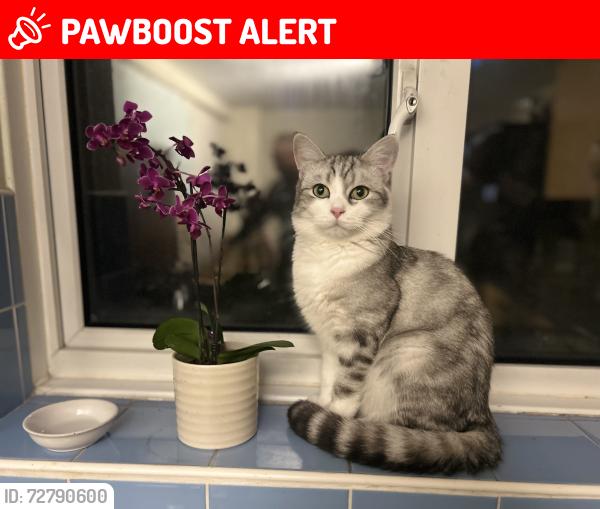 Lost Male Cat last seen Victoria way SE7 , Greater London, England SE7 7GH