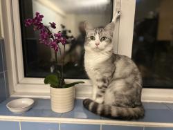 Lost Male Cat last seen Victoria way SE7 , Greater London, England SE7 7GH