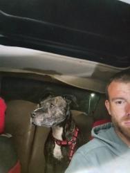 Found/Stray Female Dog last seen Arnold industrial Way, Concord, CA 94520