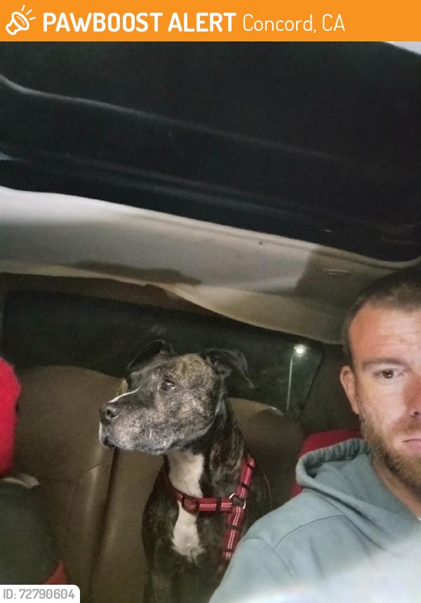 Found/Stray Female Dog last seen Arnold industrial Way, Concord, CA 94520
