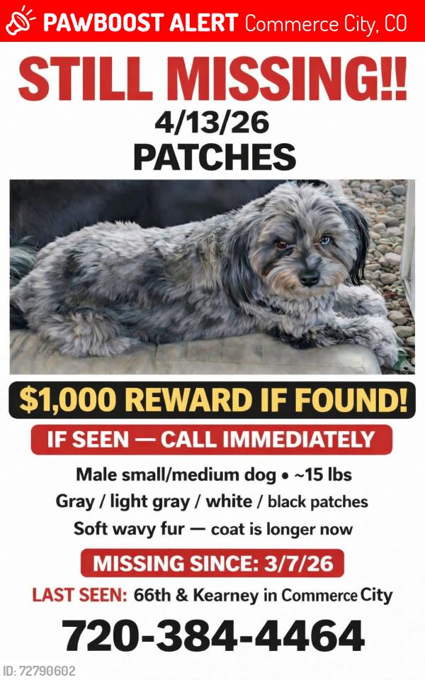 Lost Male Dog last seen Near th Kearney , Commerce City, CO 80022