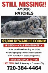 Lost Male Dog last seen Near th Kearney , Commerce City, CO 80022