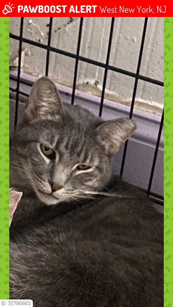 Lost Female Cat last seen Park avenue and Broadway , West New York, NJ 07093