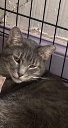 Lost Female Cat last seen Park avenue and Broadway , West New York, NJ 07093