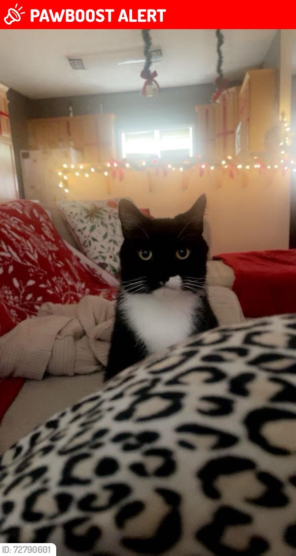 Lost Male Cat last seen Lakeview ests , Henderson County, NC 28792