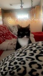 Lost Male Cat last seen Lakeview ests , Henderson County, NC 28792