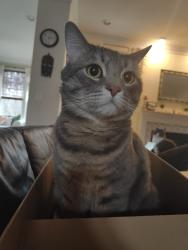 Lost Male Cat last seen Great Dover St, Gainesville 20155, Gainesville, VA 20155