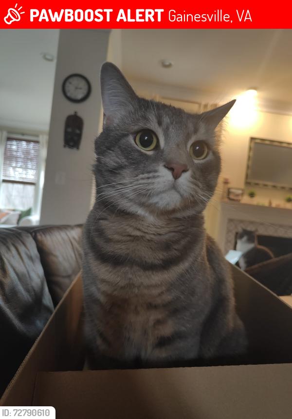 Lost Male Cat last seen Great Dover St, Gainesville 20155, Gainesville, VA 20155